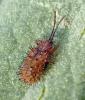Dicladispa testacea